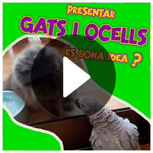 Presentar gats i ocells és bona idea? Presentar gatos y pájaros es buena idea? etoleg feli etologo felino